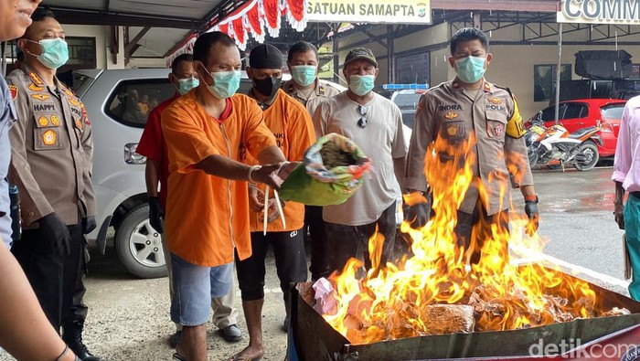 Polresta Sorong Kota, Papua Barat Daya, melakukan pemusnahan barang bukti ganja seberat 2,4 kilogram.