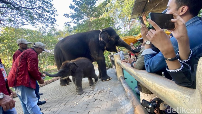 Anak gajah Rocky Bilboa