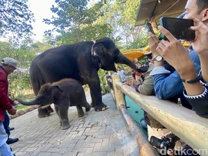 4 Fakta Rocky Anak Gajah KBS yang Viral Ditunggangi