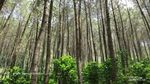 Karacak Valley, Destinasi Alam yang Menenangkan di Garut