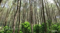 Hutwan pinus di Karacak Valley.