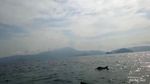 Lumba-lumba Teluk Kiluan yang Bikin Penasaran