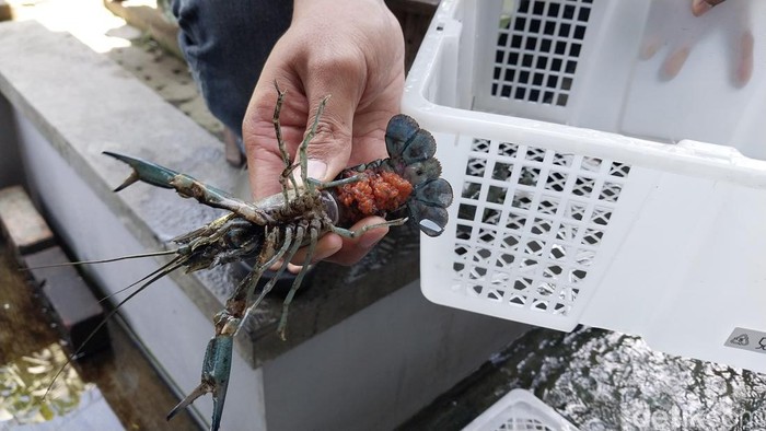 Budidaya Lobster