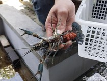 Pemuda Asal Malang Raup Cuan Lewat Budidaya Lobster