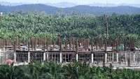 Masjid ini dibangun dengan konsep green atau ramah lingkungan.