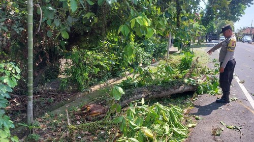 Lokasi pohon tumbang yang menimpa pemotor di Denpasar-Gilimanuk, Minggu (1/9/2024).