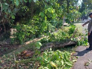 Tertimpa Pohon di Jalan Denpasar-Gilimanuk, Pemotor Luka Parah