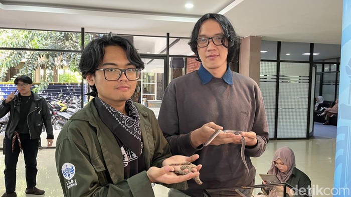 Syauqi (19) dan Suryana (21) memegang Ular Pohon dan Ular Pelangi yang dibudidayakannya.