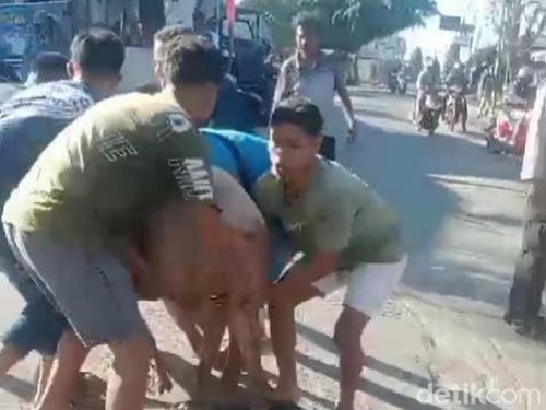 Sejumlah warga saat menangkap ternak babi yang kabur seusai truk terbalik di Jalur 40 Sikumana, Kecamatan Maulafa, Kota Kupang, NTT. (Istimewa)