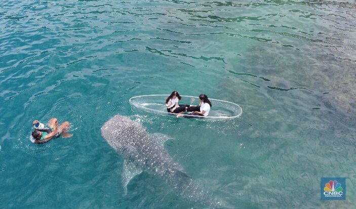 Wisata melihat hiu paus di Gorontalo. Wisata melihat hiu paus di Gorontalo. (CNBC Indonesia/Rindi Salsabilla)