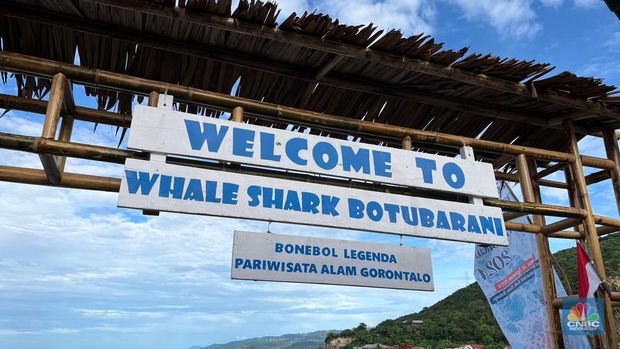 Wisata melihat hiu paus di Gorontalo. (CNBC Indonesia/Rindi Salsabilla)