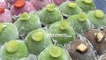 Legit Kenyal! 20 Mochi Daifuku Ada di Sini