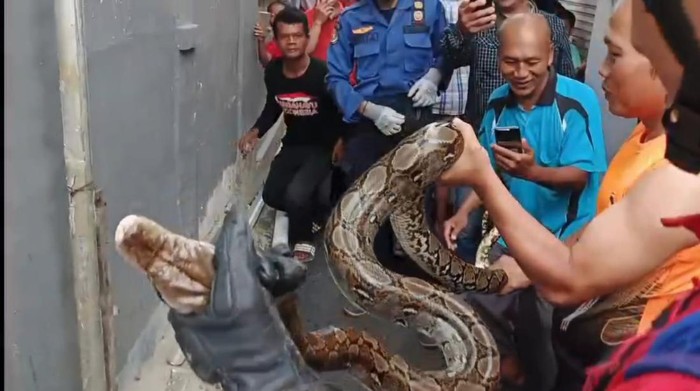 Temuan Tak Terduga: Ular Sanca Raksasa Penyebab Mampetnya Saluran Air Warga Bogor