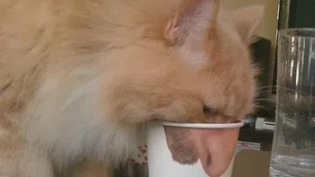 kucing hidung manusia... Foto: Reddit