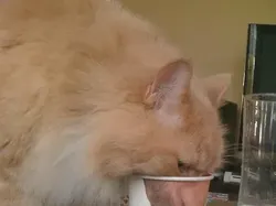 Rawan Terkecoh, Lihat Gambar Ini Tak Boleh Sekilas