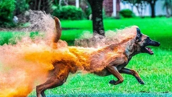 Tenang, anjing ini tidak terbakar api. Foto: Reddit