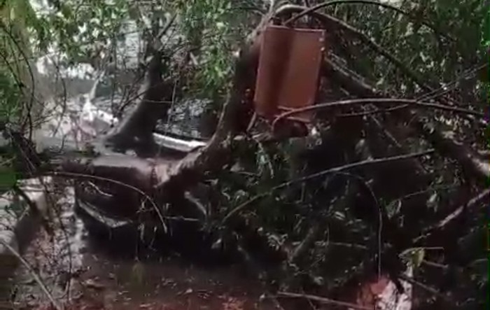 Kekacauan Terjadi saat Pohon Tumbang Timpa Mobil Dinas Camat Leuwiliang Akibat Angin Deras