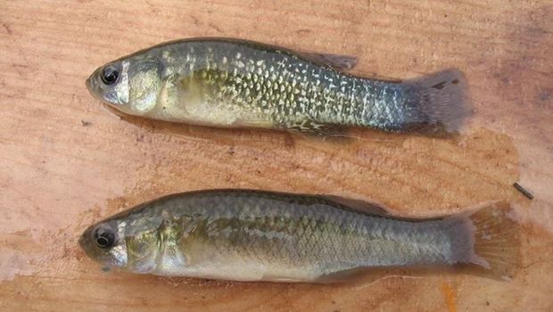 Mummichog (Fundulus heteroclitus) adalah ikan killifish kecil yang ditemukan di sepanjang pantai Atlantik Amerika Serikat dan Kanada. (Dok. University of New Hampshire)