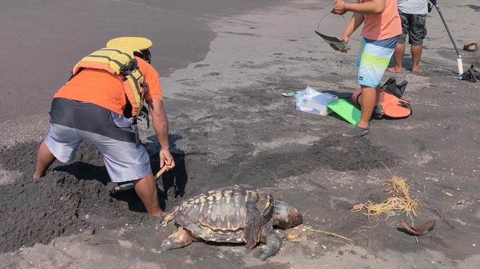Petugas SAR saat menguburkan penyu lekang yang mati di sekitar Pantai Glagah, Temon, Kulon Progo, Senin (2/9/2024)).