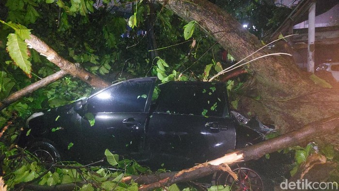 Pohon Raksasa Roboh Akibat Hujan Es dan Angin Kencang di Baranangsiang Bogor, Rusak 2 Mobil