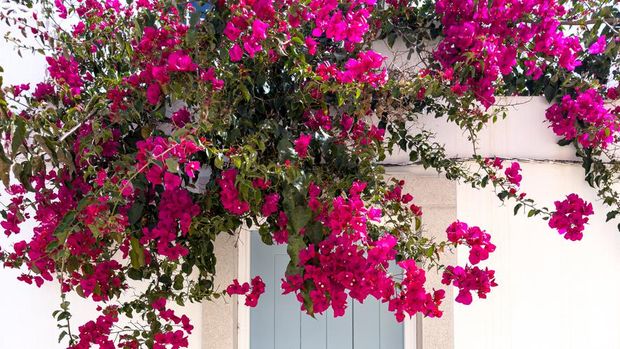 A Mediterranean home with blue front door and red bougainvillea