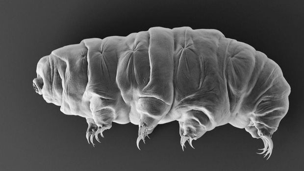 Tardigrade makhluk invertebrata mikroskopis yang juga dikenal sebagai beruang air atau anak-anak lumut. (Dok. University of Oxford)