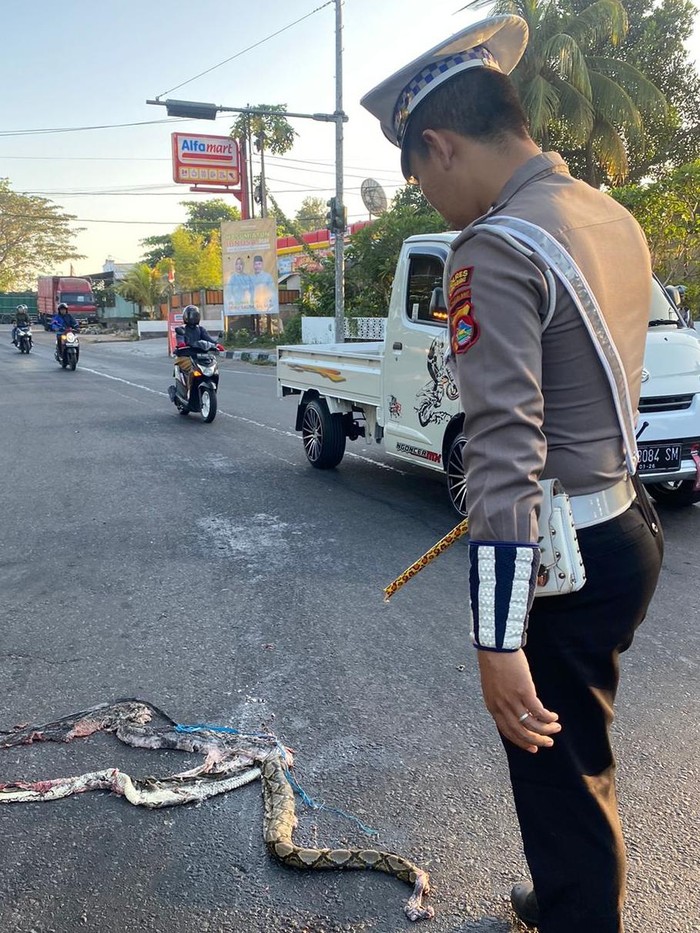 Polisi evakuasi ular piton sepanjang 3 meter di simpang lima Kecamatan Gerung, Lombok Barat. Foto: Satlantas Polres Lombok Barat.