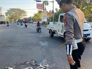 Ular Piton Melintang di Jalan Kagetkan Warga Gerung, Ternyata...