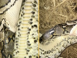 Ular Piton Burma Telan Piton Batik, Ilmuwan Tercengang