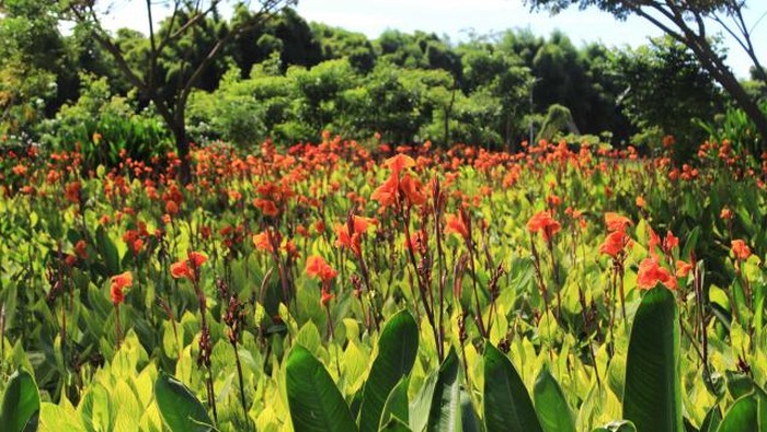 Bunga di taman harmoni surabaya