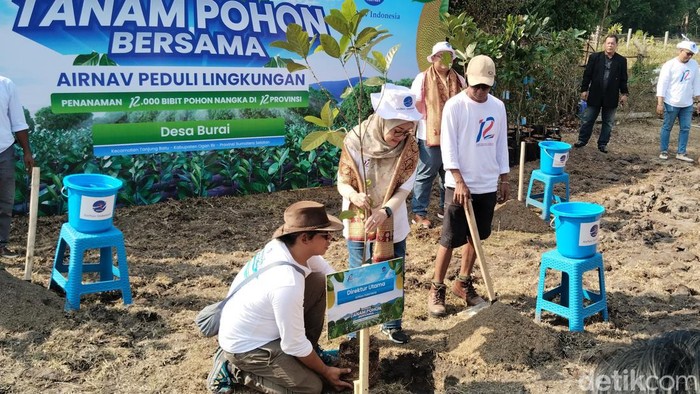 Direktur Utama AirNav Indonesia, Polana B. Pramesti melakukan tenanaman pohon nangka