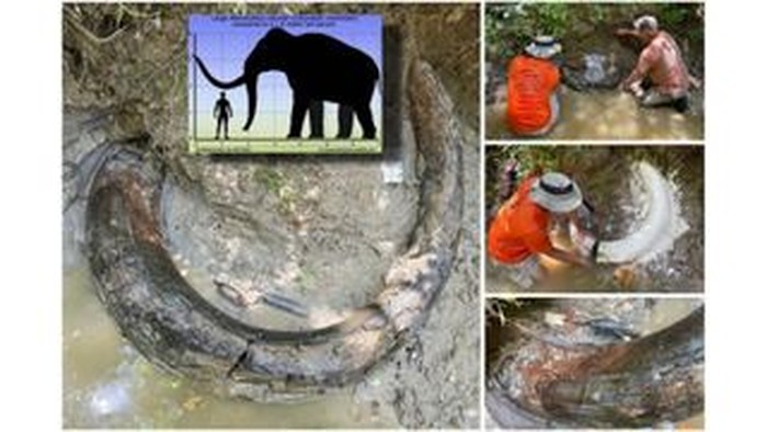 Fosil Gading Mamut Kolombia yang ditemukan di sebuah sungai di Mississippi