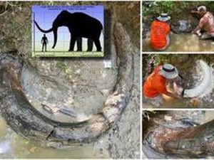 Kisah Pria Menemukan Gading di Aliran Sungai, Ternyata Milik Hewan Purba Mamut