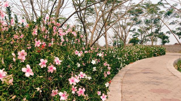Hamparan Bunga warna warni di Taman Harmoni Surabaya