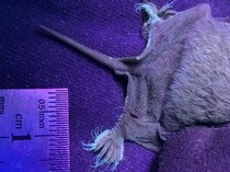 Ilmuwan Ungkap Rahasia Kelelawar Meksiko yang Memiliki Kaki Bercahaya