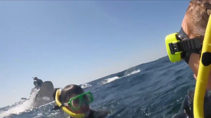 Momen menegangkan paus melontarkan pemandu snorkeling ke udara