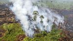 Penampakan dari Udara Kebakaran Hutan dan Lahan di Muaro Jambi