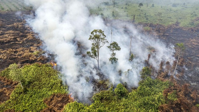 Helikopter milik BNPB terbang menembus asap saat mengupayakan pemadaman kebakaran lahan di Desa Rantau Panjang, Muaro Jambi, Jambi, Senin (2/9/2024). Kebakaran yang terjadi sejak Jumat (23/8/2024) dan telah menjalar ke tiga desa meliputi Rantau Panjang, Rondang, dan Londrang dengan menghanguskan 1.000 hektare lebih lahan tersebut telah memasuki hari kesepuluh, sementara upaya pemadaman dari udara dan darat oleh Manggala Agni, BPBD Muaro Jambi, TNI, dan Masyarakat Peduli Api masih terus dilakukan. ANTARA FOTO/Wahdi Septiawan/foc.