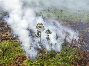 Video: Kondisi Kebakaran Lahan Gambut di Muaro Jambi