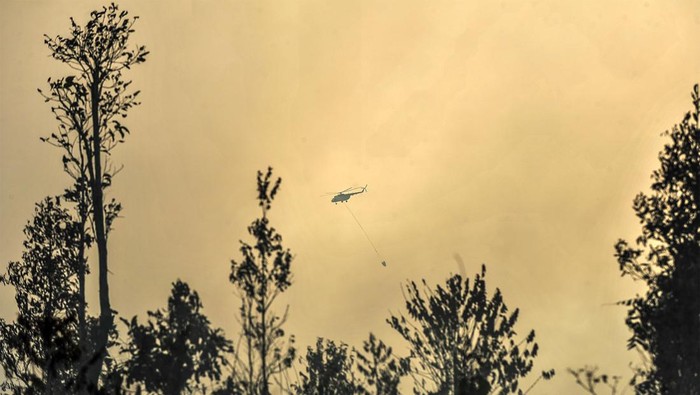 Helikopter milik BNPB terbang menembus asap saat mengupayakan pemadaman kebakaran lahan di Desa Rantau Panjang, Muaro Jambi, Jambi, Senin (2/9/2024). Kebakaran yang terjadi sejak Jumat (23/8/2024) dan telah menjalar ke tiga desa meliputi Rantau Panjang, Rondang, dan Londrang dengan menghanguskan 1.000 hektare lebih lahan tersebut telah memasuki hari kesepuluh, sementara upaya pemadaman dari udara dan darat oleh Manggala Agni, BPBD Muaro Jambi, TNI, dan Masyarakat Peduli Api masih terus dilakukan. ANTARA FOTO/Wahdi Septiawan/foc.
