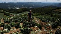 Kim Si-gap, seorang petani kawakan dari desa Anbandegi di Korea Selatan, telah membudidayakan kubis kimchi selama lebih dari 50 tahun. Kim, kepala Asosiasi Produsen Kubis dan Lobak Dataran Tinggi, telah menyaksikan sendiri perubahan dramatis pada tanamannya selama beberapa dekade yang sebagian disebabkan oleh perubahan iklim.