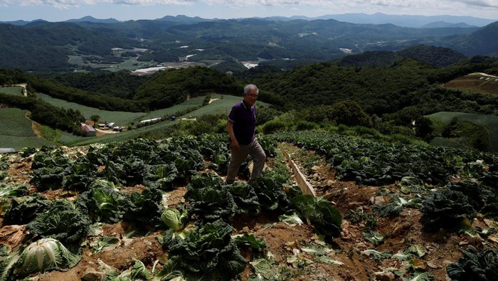 Perubahan Iklim Mengancam Kimchi Khas Korea Selatan Farmers place packaged kimchi cabbages on a container at the Anbandeogi village's kimchi cabbage field in Gangneung, South Korea, August 22, 2024. REUTERS/Kim Soo-hyeon