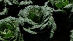 Perubahan Iklim Mengancam Kimchi Lokal Korea Selatan