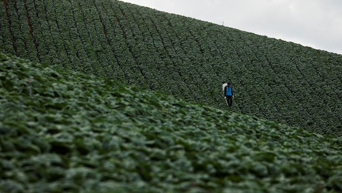 Perubahan Iklim Mengancam Kimchi Khas Korea Selatan Farmers place packaged kimchi cabbages on a container at the Anbandeogi village's kimchi cabbage field in Gangneung, South Korea, August 22, 2024. REUTERS/Kim Soo-hyeon