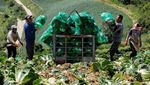 Perubahan Iklim Mengancam Kimchi Lokal Korea Selatan