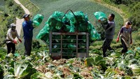 Kubis kimchi tumbuh subur di iklim yang lebih dingin, dan biasanya ditanam di daerah pegunungan yang suhunya jarang naik di atas 25 Celsius (77 Fahrenheit) selama musim panas yang menjadi musim tanam utama. Petani harus berjuang keras untuk beradaptasi dan bertahan hidup setiap hari. Biaya untuk beradaptasi dengan perubahan iklim sangat mahal.