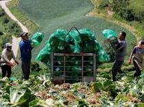 Perubahan Iklim Mengancam Kimchi Lokal Korea Selatan
