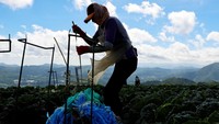 Menurut Administrasi Pembangunan Pedesaan, sebuah lembaga pemikir pertanian negara bagian, skenario perubahan iklim memproyeksikan bahwa area pertanian akan menyusut drastis dalam 25 tahun ke depan menjadi hanya 44 hektar, tanpa kubis kimchi yang ditanam di dataran tinggi pada tahun 2090.