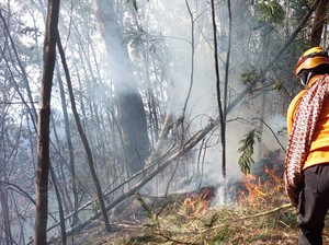 Kebakaran Hutan di Kawasan TNBTS Lumajang Belum Padam
