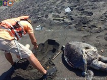 Bangkai Penyu Lekang Kembali Ditemukan di Kulon Progo, Kali Ini Pantai Trisik